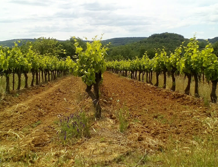 Rangs de vigne du Domaine La Mazade à Saint-Martin-d’Ardèche