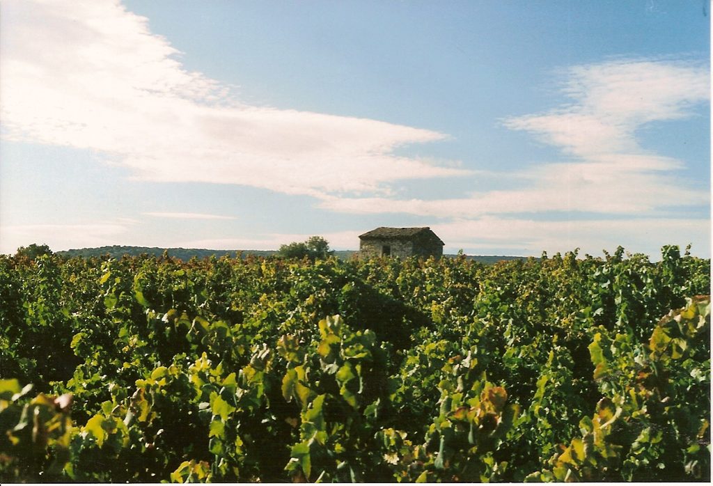 Vignes du Domaine La Mazade à Saint-Martin-d'Ardèche